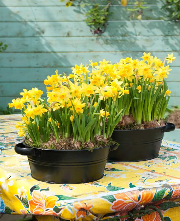 Container Perfect Narcissus Collection
