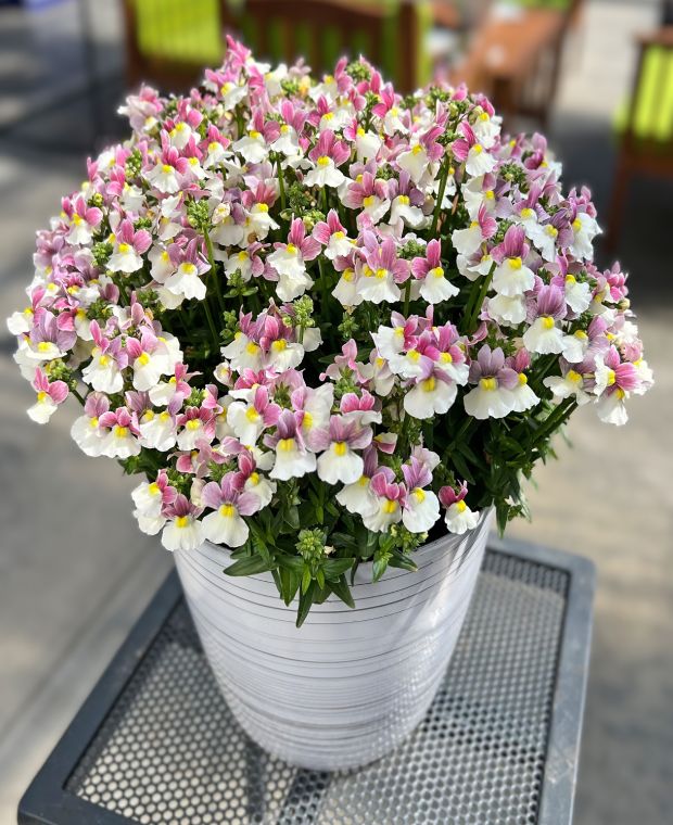 Nemesia Escential Pinkberry Improved