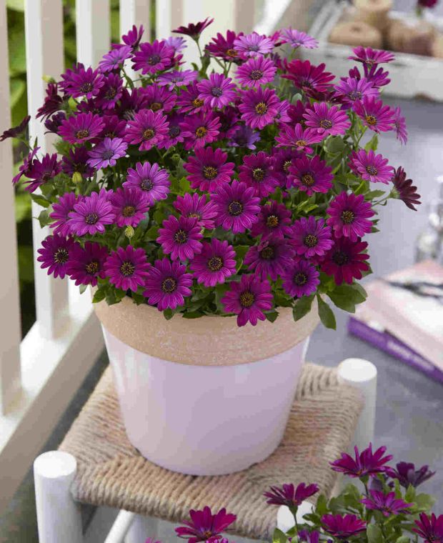 Osteospermum Dalina Compact Purple