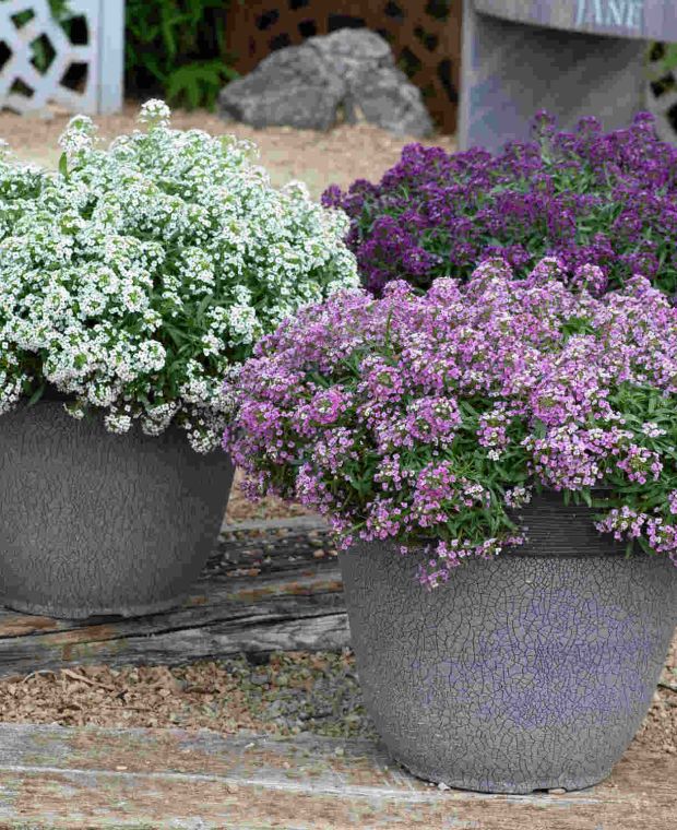 Overflowing Lobularia Easy Breezy Collection 
