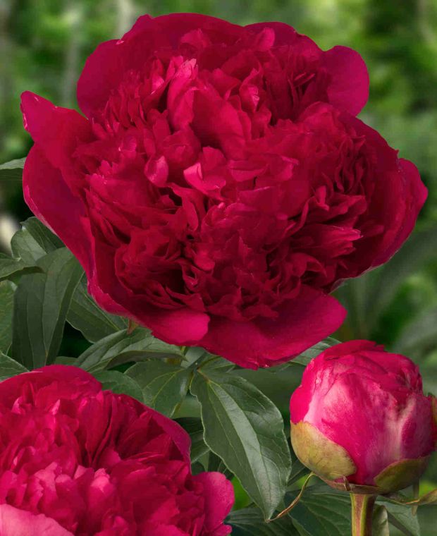 Colour Changing Peony Collection