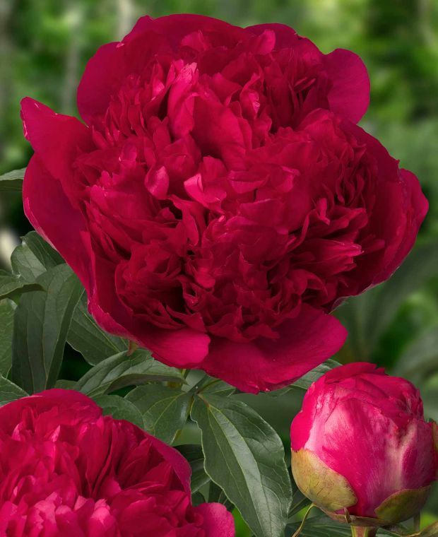 Generous Paeonia lactiflora Collection ( 1 of each ) 2 l pt