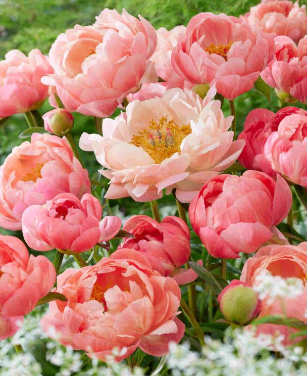 Sweet-smelling Paeonia lactiflora Collection