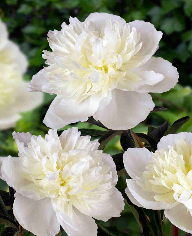 Super Scented Double Peony Collection