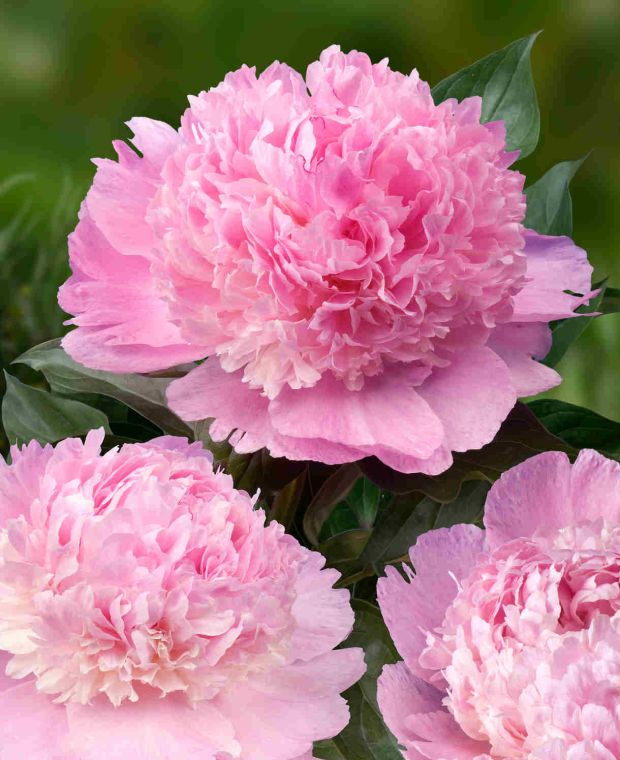 Paeonia lactifora 'Angel Cheeks'