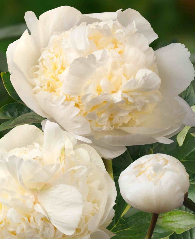 Garden Performance Paeonia Collection