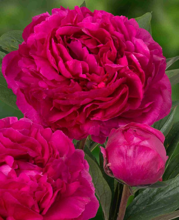 Fabulously Fragrant Paeonia Collection