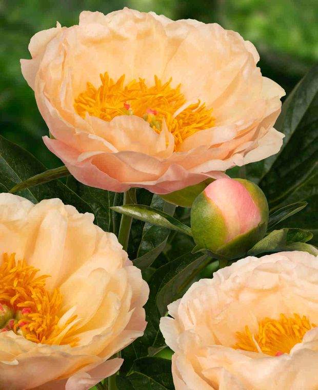 Paeonia lactiflora 'King's Day'