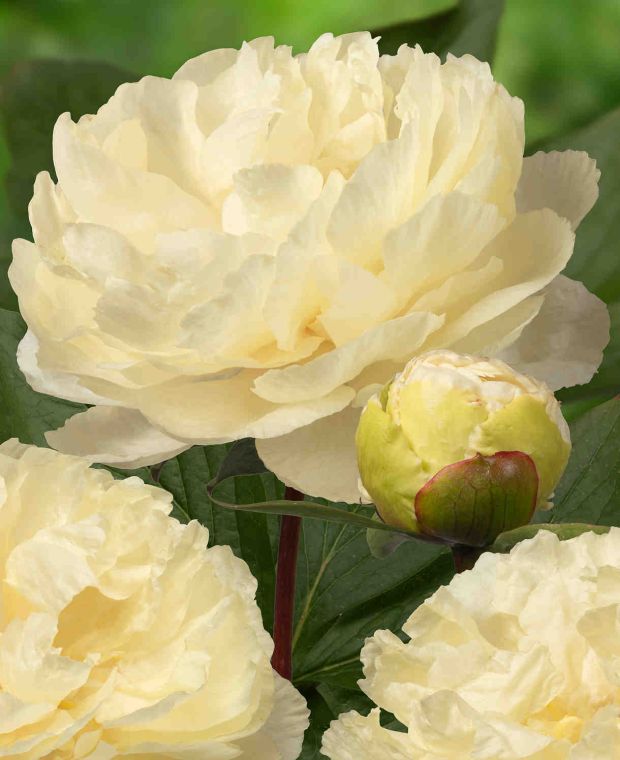 Paeonia lactiflora 'Sunny Girl'