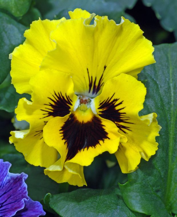 Pansy Frizzle Sizzle Yellow