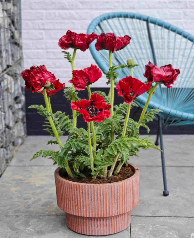 Papaver orientale Red Rumble 