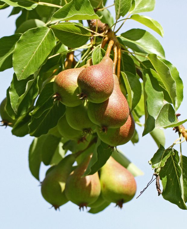 Pear Doyenne du Comice