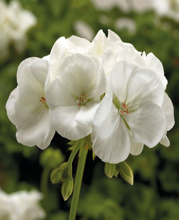 Pelargonium Calliope White