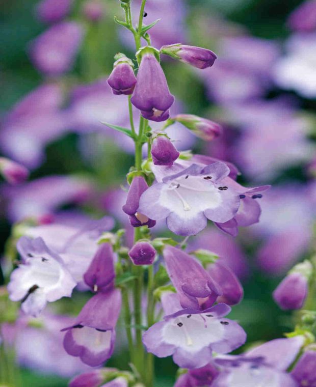 Ultimate Penstemon Collection