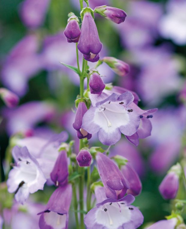 Perfect Penstemon Collection