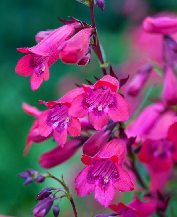 Party Penstemon Collection