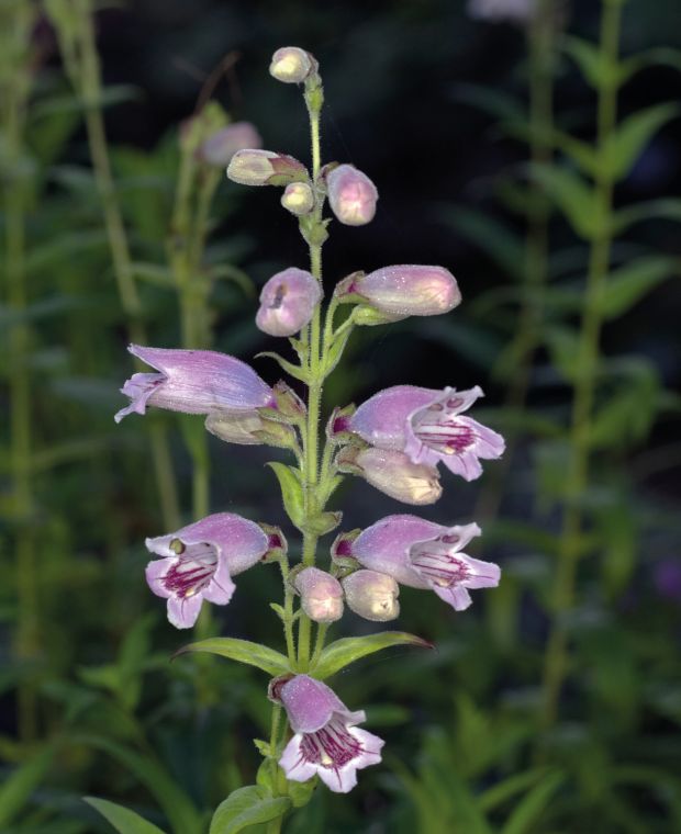 Pearly Penstemon Collection