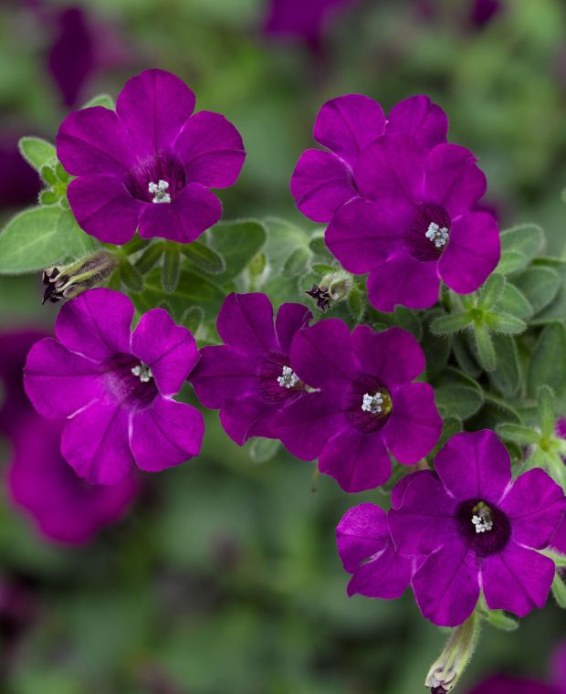 Petunia Itsy Purple