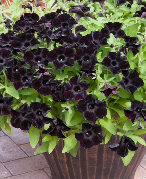 Petunia Black Velvet