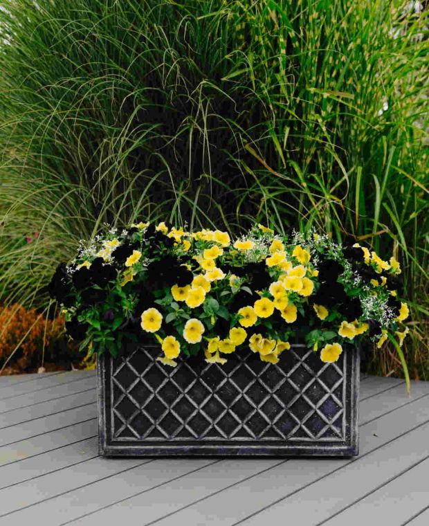 Black and Yellow Container Mix