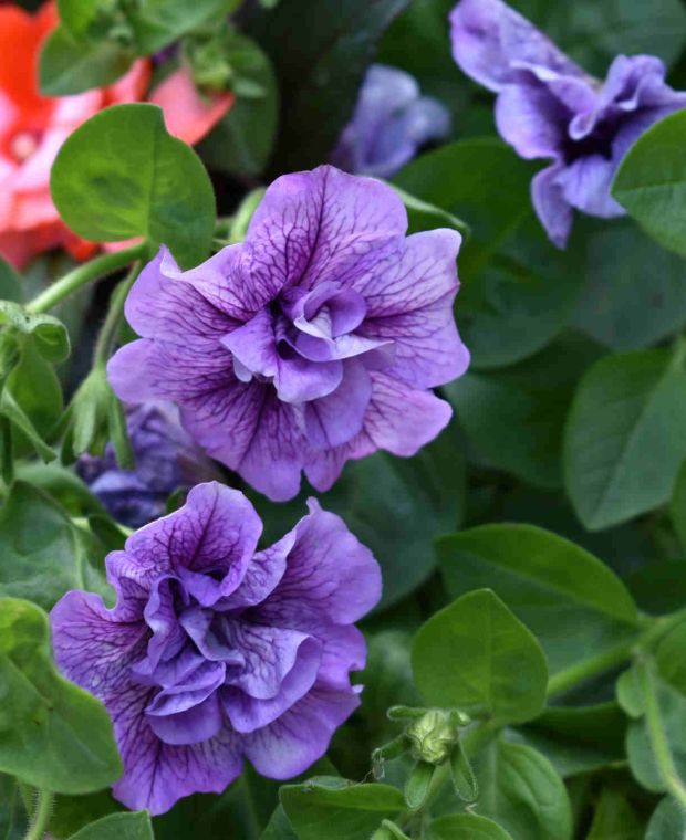 Scented Petunia Double Tumbelina Collection