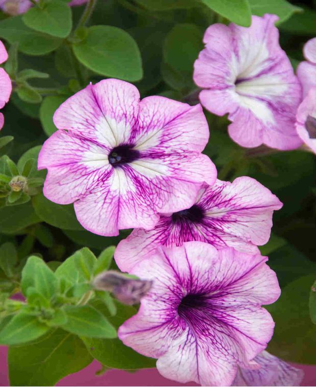 Trailing Petunia Funhouse Colour Changing Collection