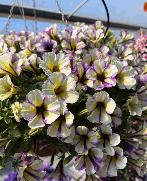 Bouncy and Bubbly Petunia Collection