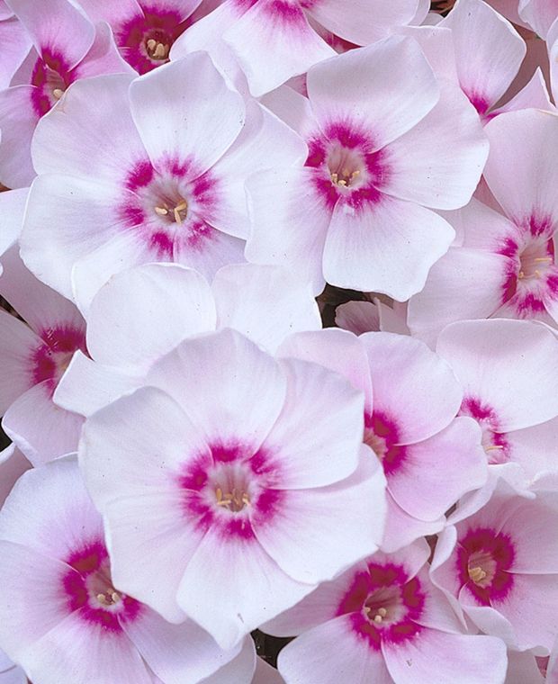 Fulsome Phlox Collection