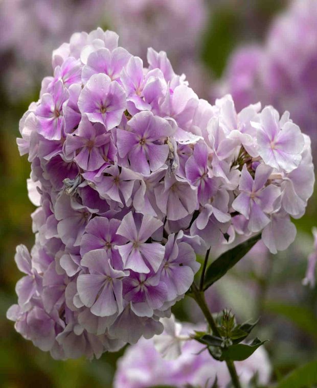 The Fancy Phlox Collection