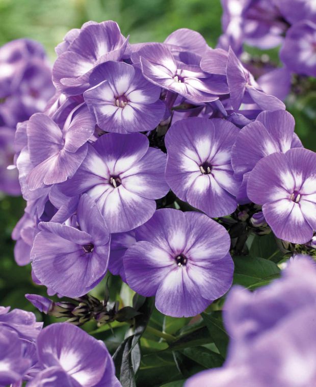 Fabulous and Fragrant Phlox Collection