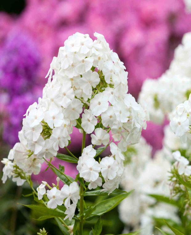 Heavenly Phlox Collection