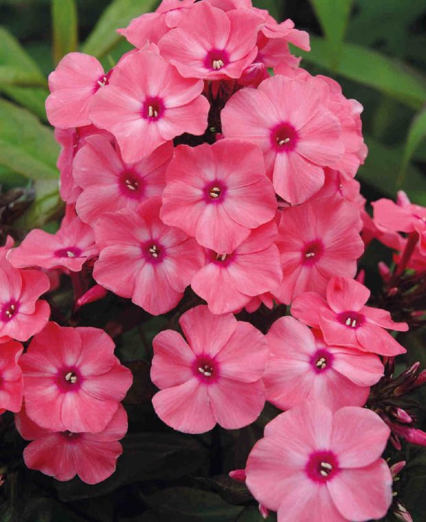 Fragrant Phlox paniculata ‘Sweet Summer’ Collection