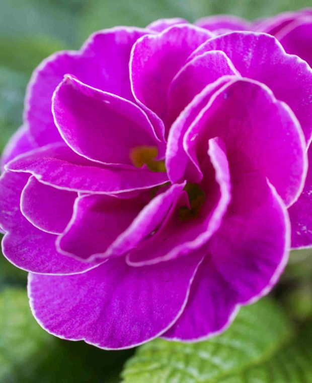 Primula rubens 'Purple'