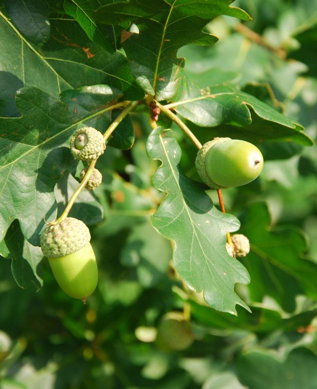 Quercus robur (native)