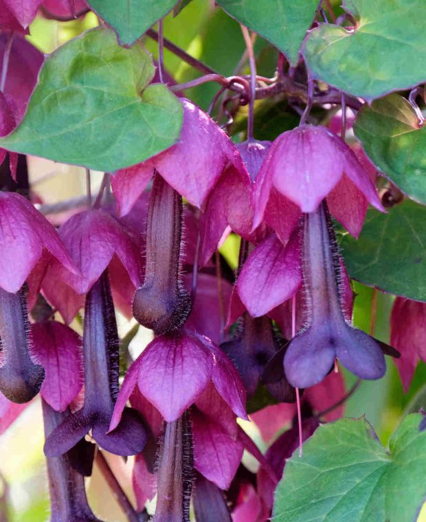Rhodochiton atrosanguineus Purple Bells