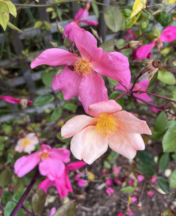 Rosa x odorata Mutabilis 7cm pot