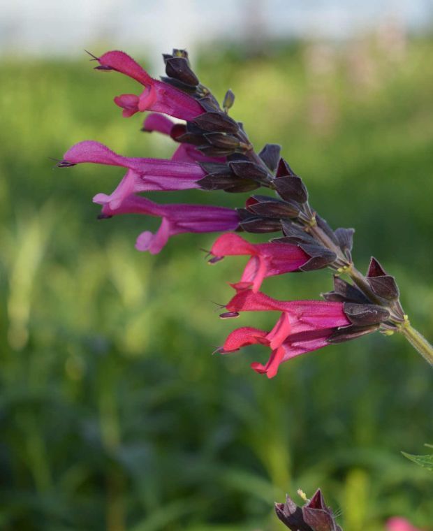 Stately Salvia Collection