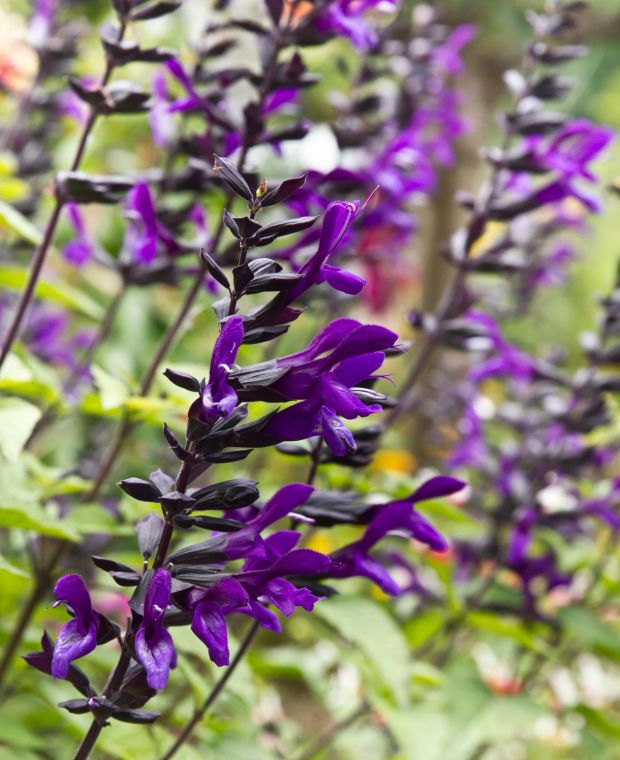 Essential Salvia Collection