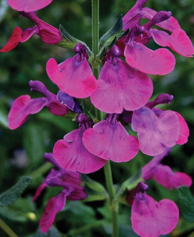 Shapely Salvia Collection