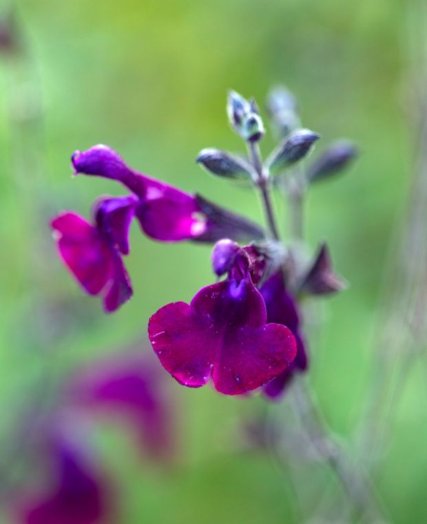 Salvia x jamensis Nachtvlinder