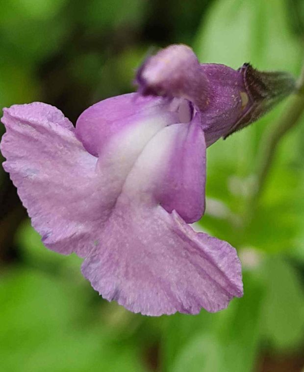 Salvia Regal Lilac