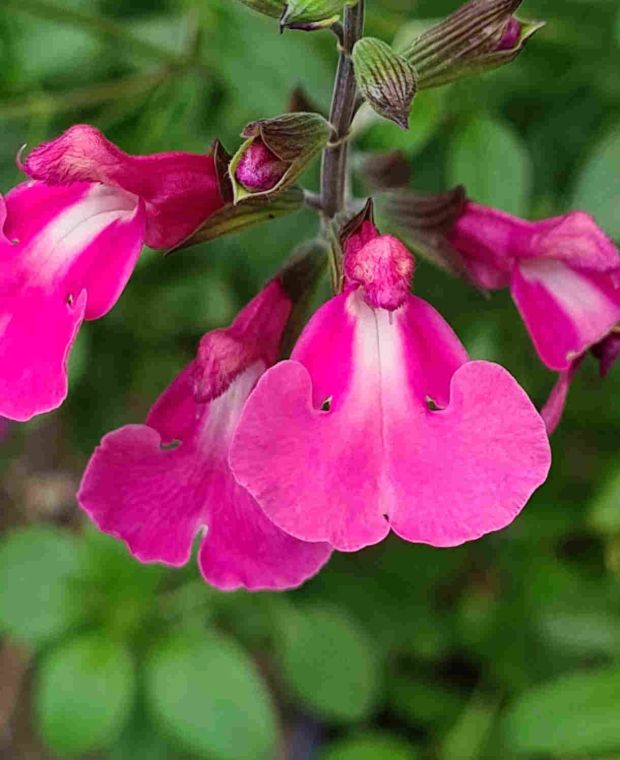 Salvia Regal Rose