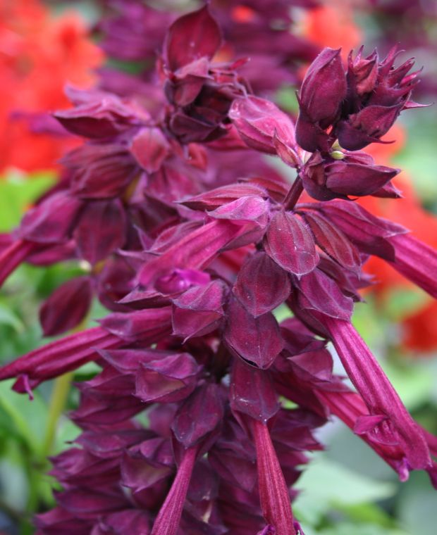 Salvia splendens Go Go Purple