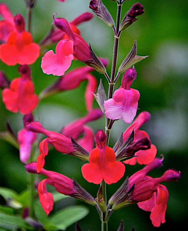 Salvia 'Wine and Roses'