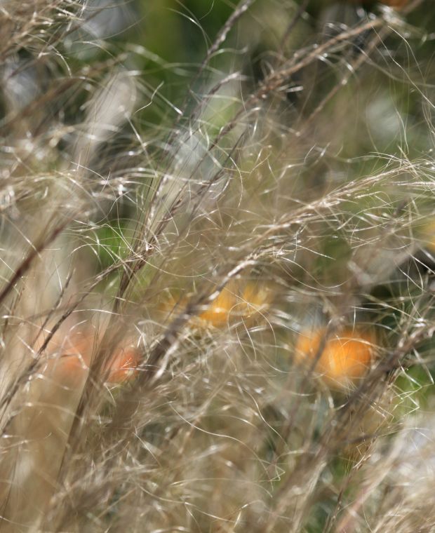 Stipa tenuissima Ponytails