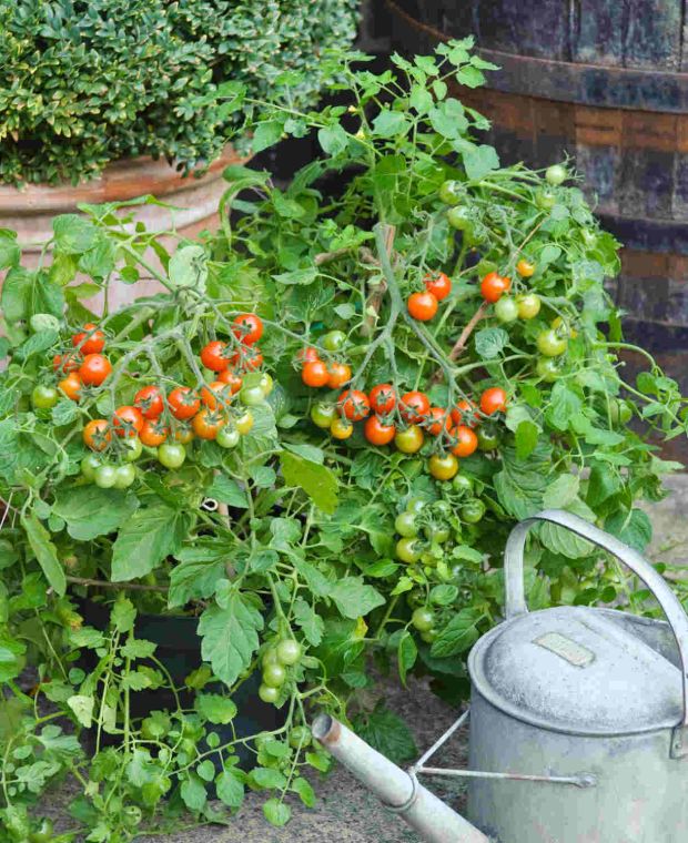 Tomato Feed with Added Rootgrow