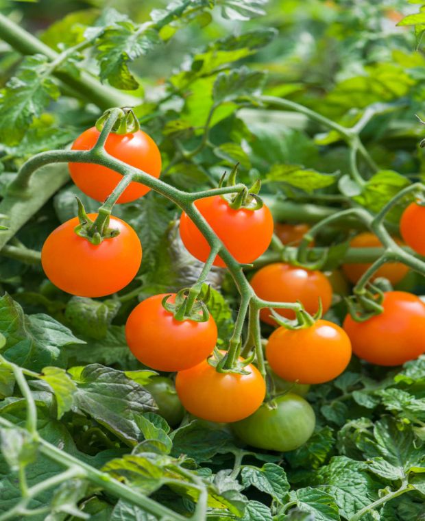 Buy Rare, Unusual & Exciting Plants | Hayloft Solanum lycopersicum Orangeto