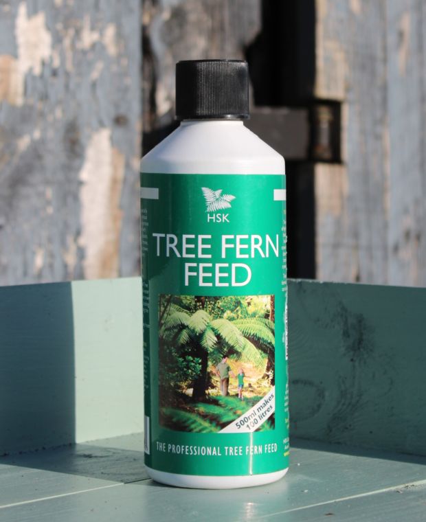 Tree Fern Feed