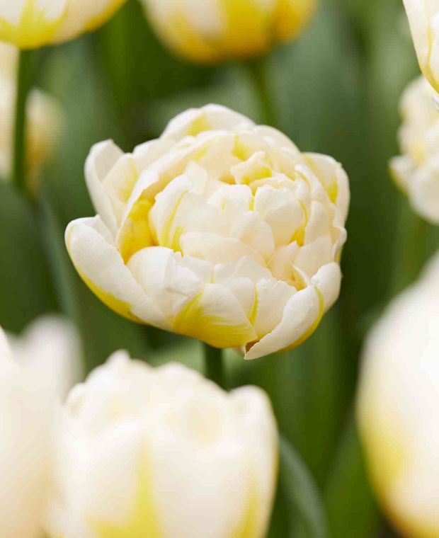 Peony-like Perfection Tulip Collection