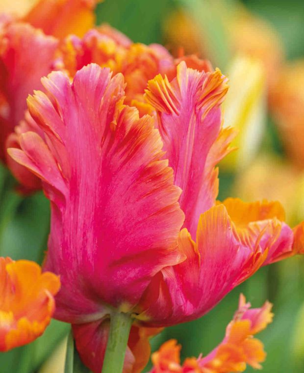 Ebullient Tulipa Collection